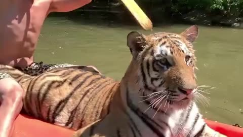 Tarzan and Tigger on the Amazon river #pet#tiger#amazon#