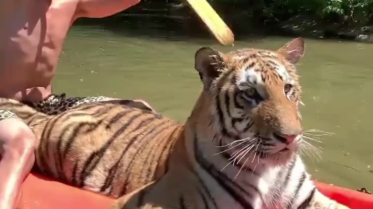 Tarzan and Tigger on the Amazon river #pet#tiger#amazon#