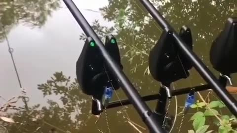 This is a beautiful and charming water-dwelling species