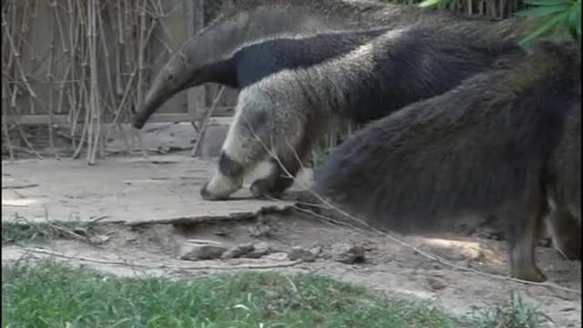The bear is cute