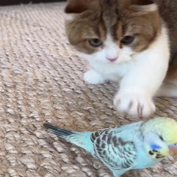 Funny Cat 😺 & Bird 🕊️ Relationship 😍 Joy Funny Factory