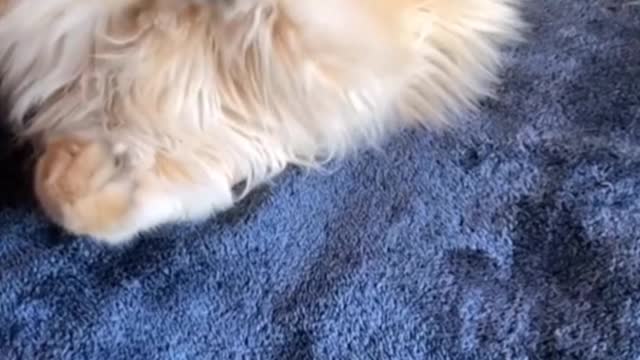 Does the cat play with you or you play with the cat?