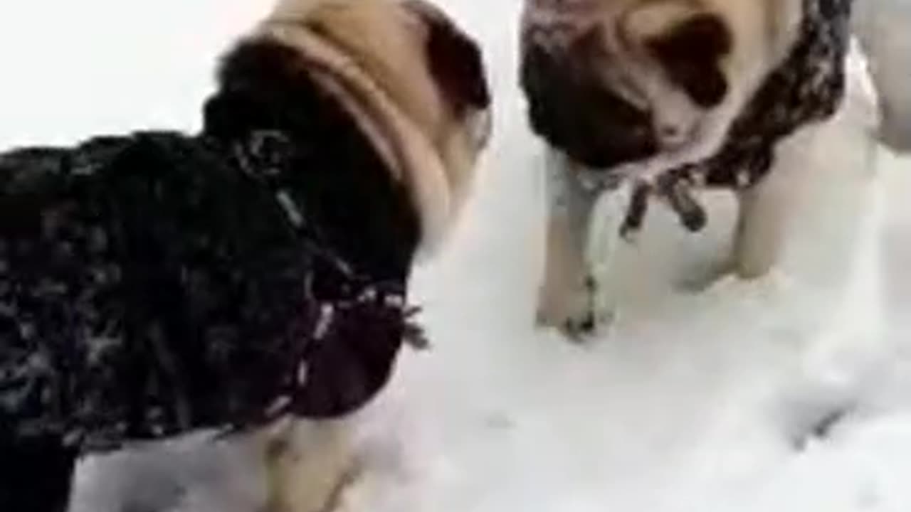 Dog In Snow Funny Video 😲