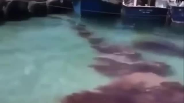 #SharkAttacked