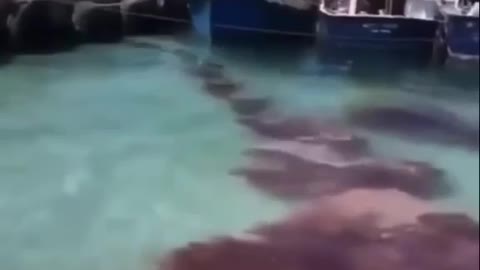 #SharkAttacked