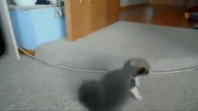 Little Dog 🐶 playing with little Cat 🐈 ☺️