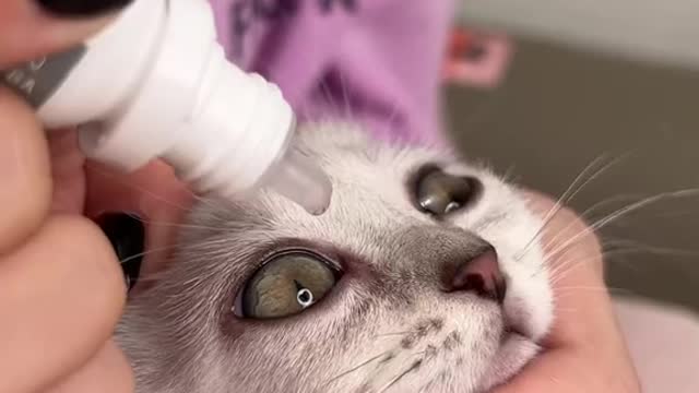 We treat the baby's eyes#cat