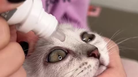 We treat the baby's eyes#cat