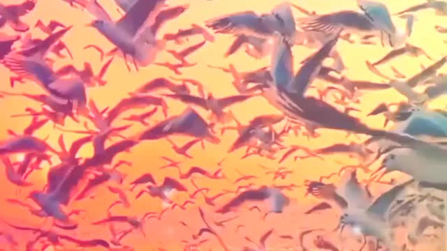 Awesome bird's Flying