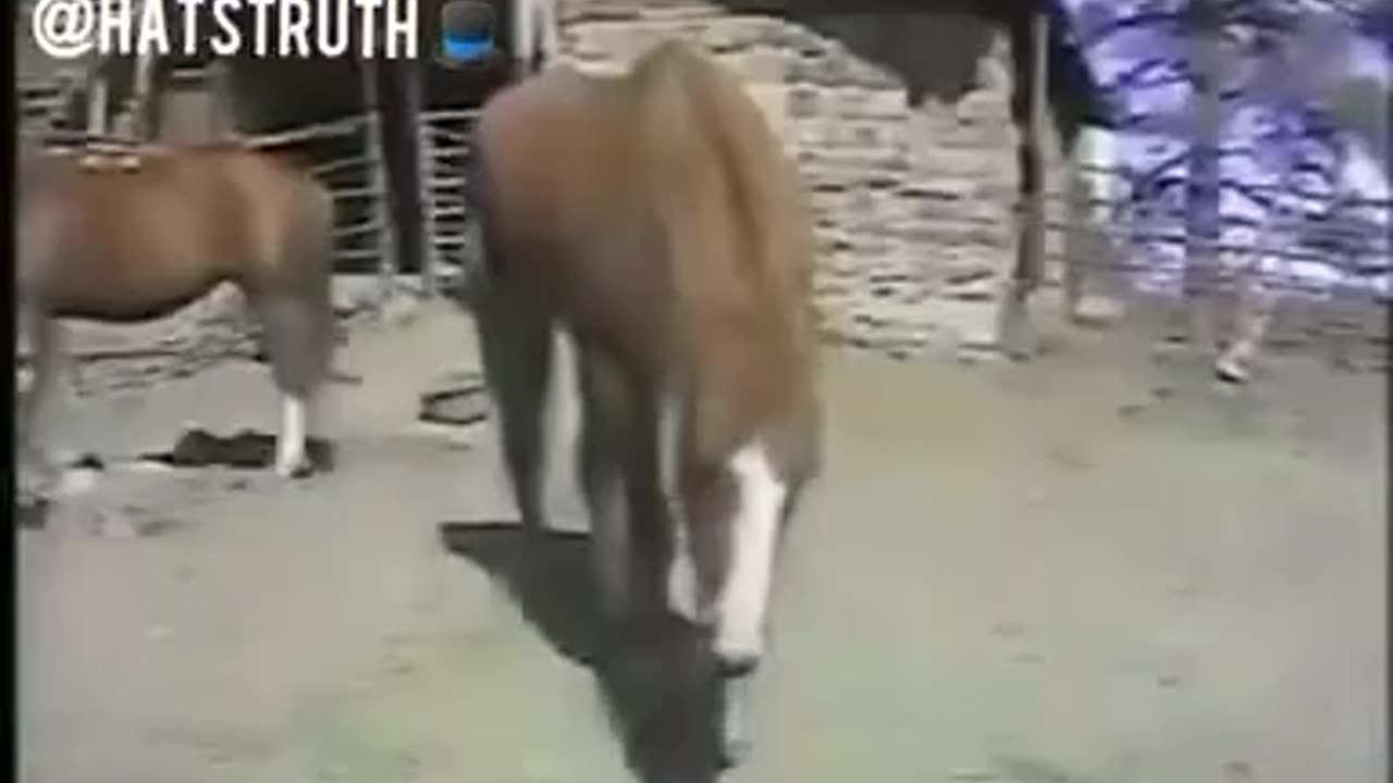 Fluoride Poisoned Horses *7Min