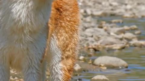 Celo Pets - Animais Engraçados Funny Animals Channel #cat #dog #funny #engraçado #viral #shorts(15)