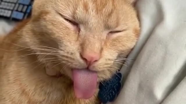 Cat owner pulls cat tongue while feline sleeps