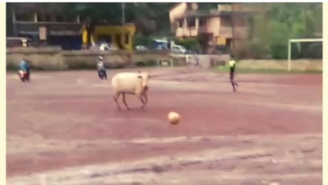 A Cow Playing Football funny moment🤣🤣🤣.