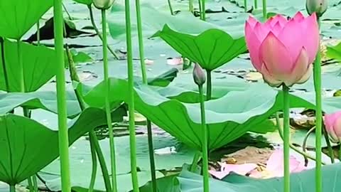 The season of Lotus blossom