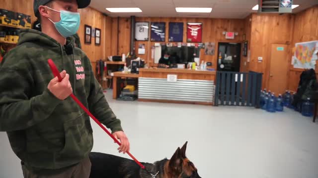 German shepherd challenges everyone in the room