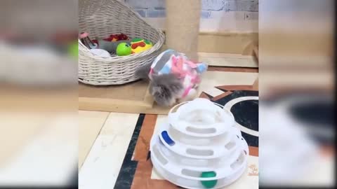 Cat Reaction to Toy - Funny Cat Toy Reaction Compilation