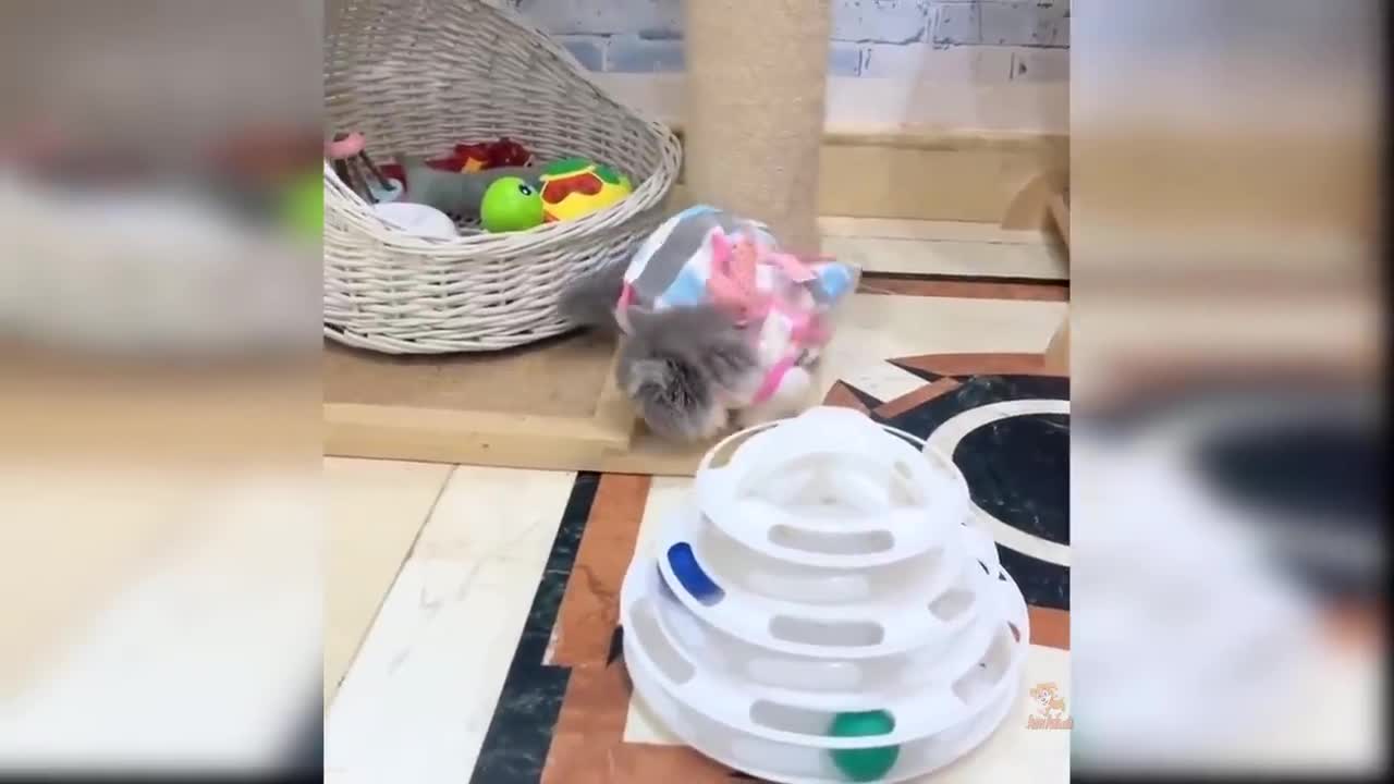 Cat Reaction to Toy - Funny Cat Toy Reaction Compilation