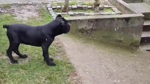 This dog is playing with each other, it is a very cute dog