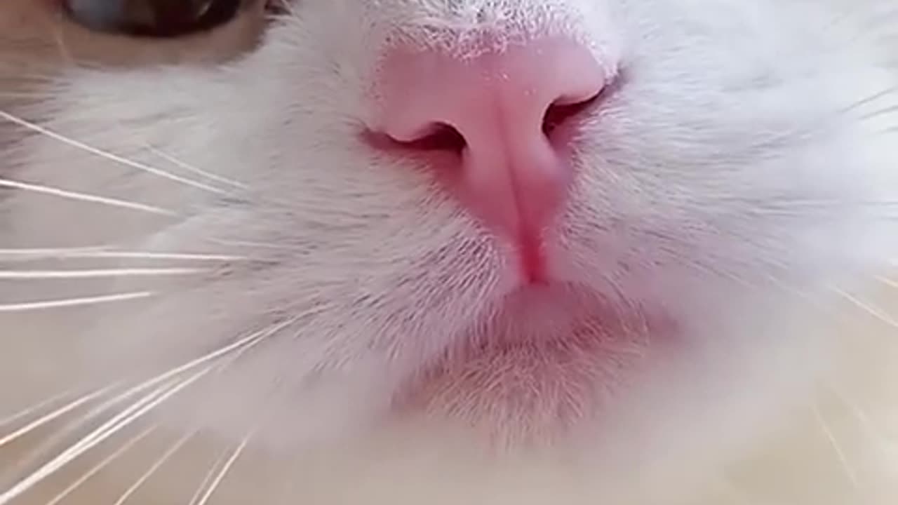 Funny Cat Meow