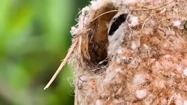 White-crowned climbing sparrow