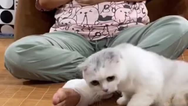 White cats action