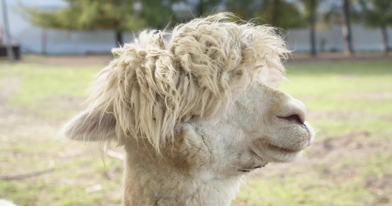Lamba animals