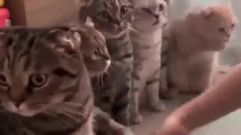 cats shake hand