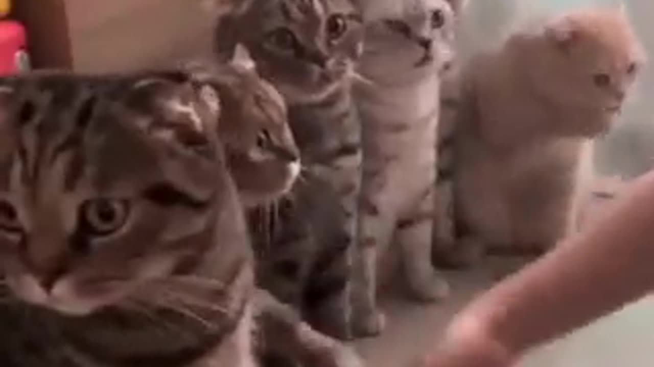 cats shake hand