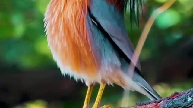 That's a nice bird
