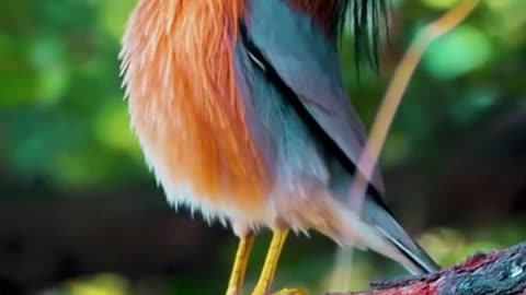 That's a nice bird