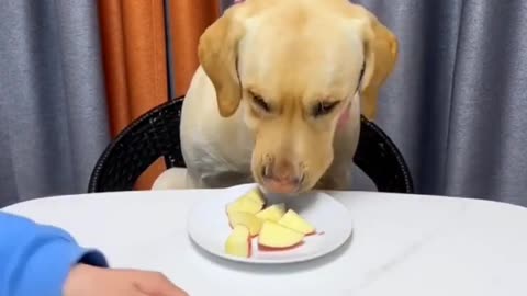 cute dogs
