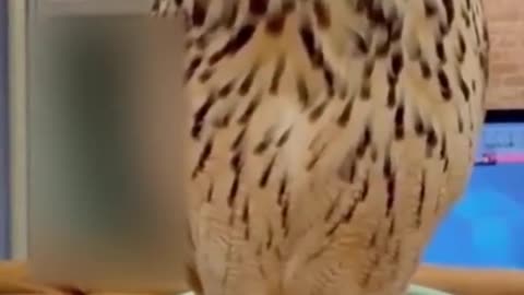 Funny animals 😂😂