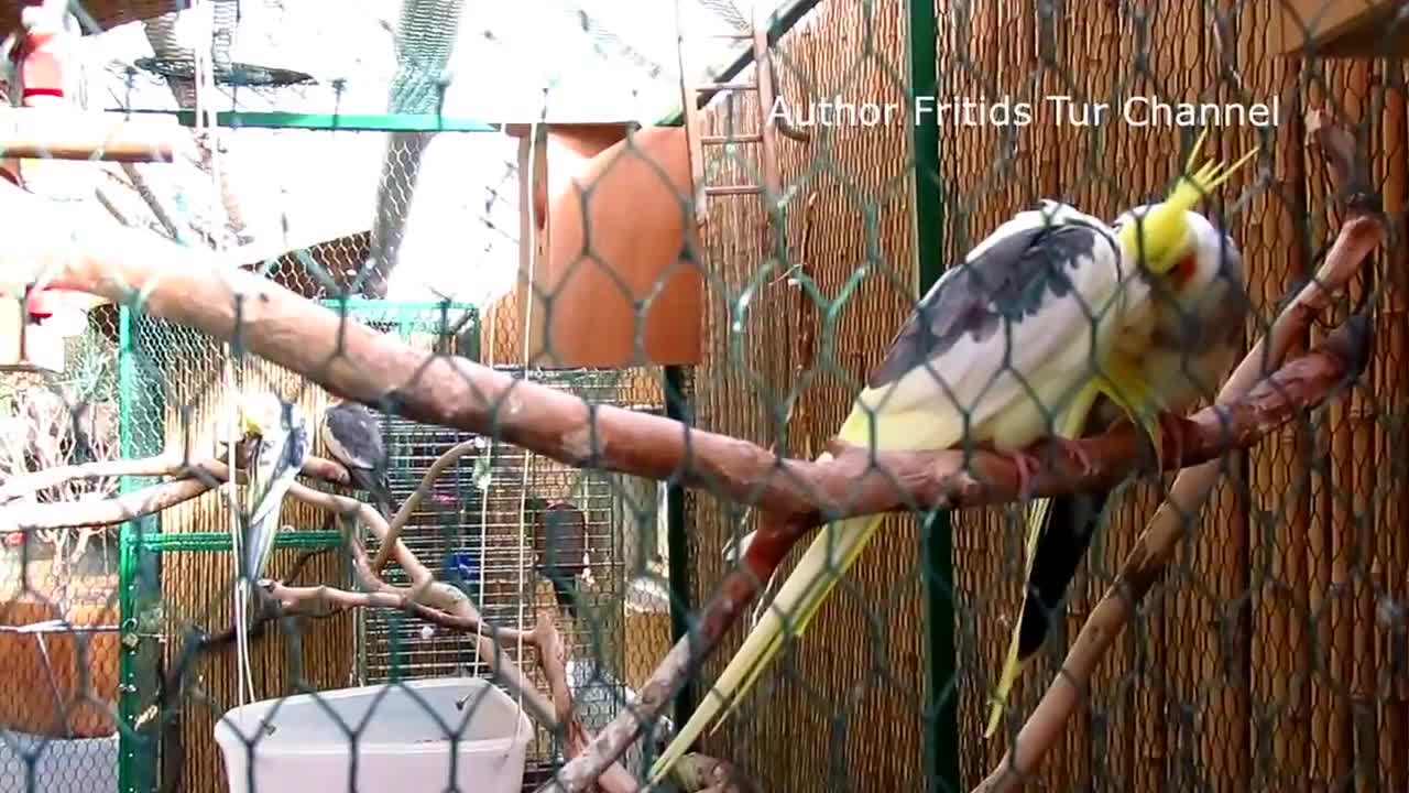 Lovely Birds Funny Video