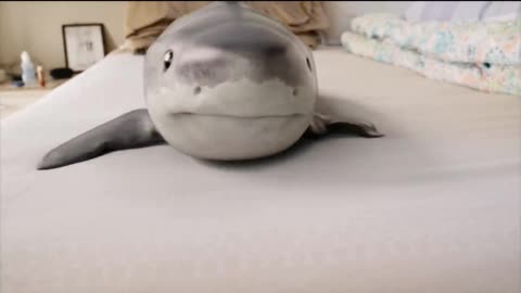 REAL baby SHARK as a pet 😱😱😱