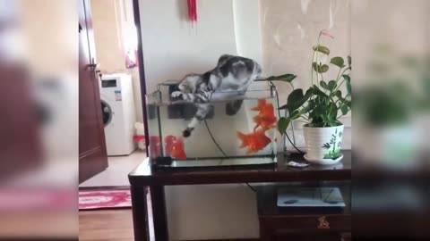 Cat Fail To Caught Fish