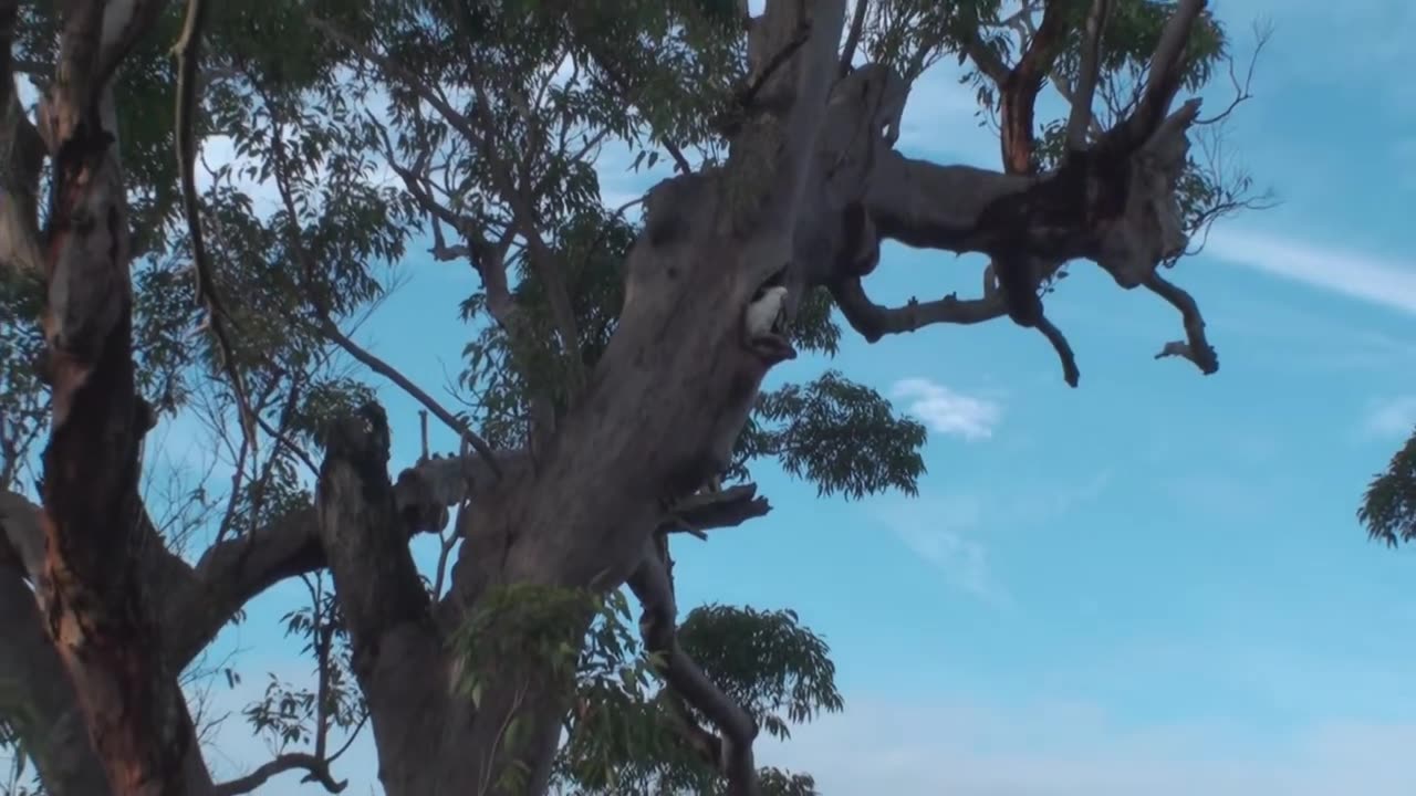 Real Cockatoo in a Tree!