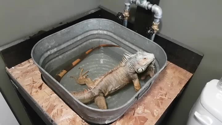 Iguana farts in tub