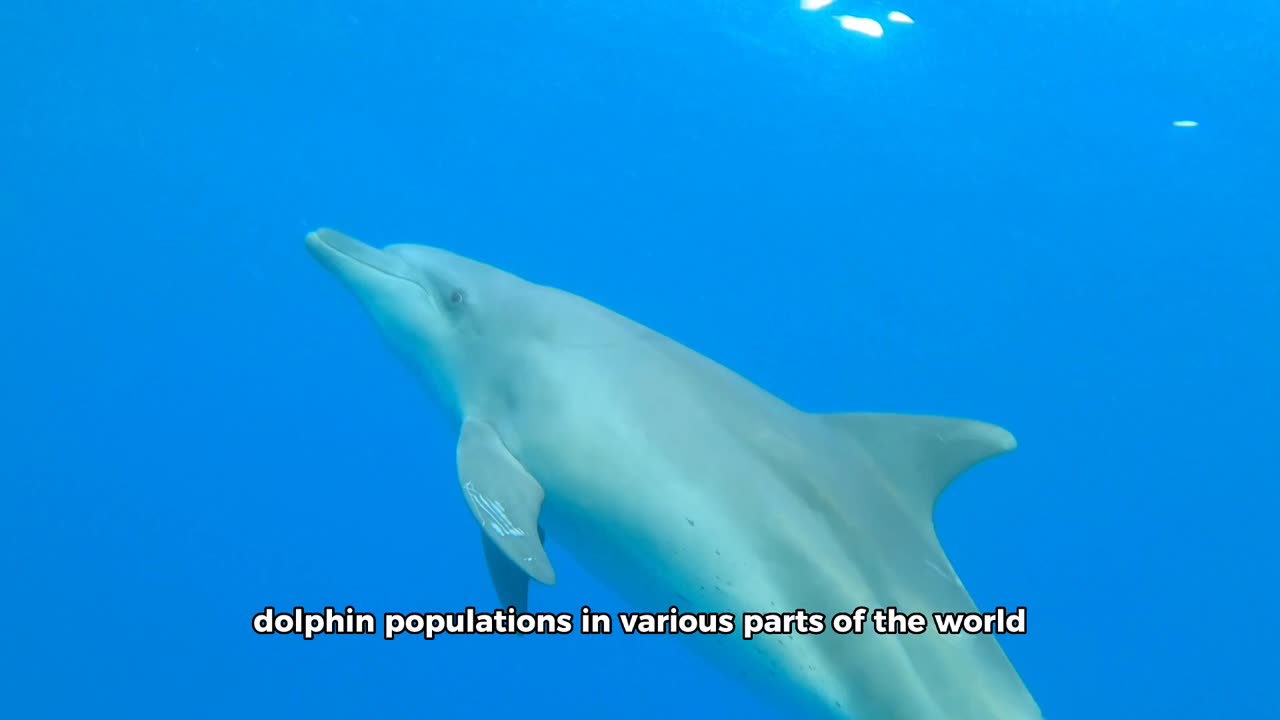 Getting to Know Dolphins