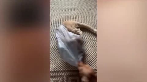 New Funny Animals 😂 Funniest Cats and Dogs Videos 1
