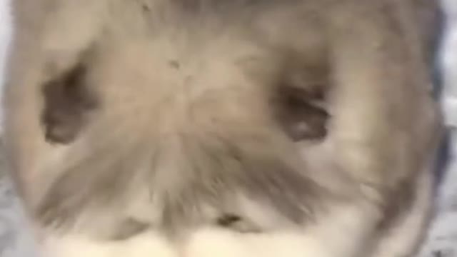 The cutest dog at play