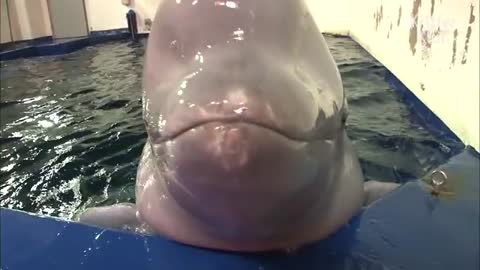 Beluga Whale Has A Crush On A Cute Zookeeper - Kritter Klub_Cut