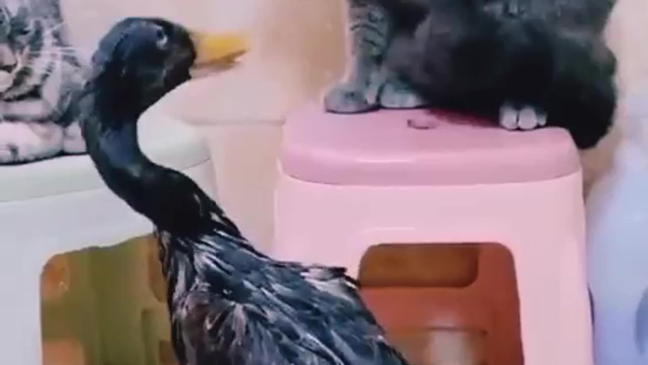 Duck in trouble with boxing cats 🐈 fun time