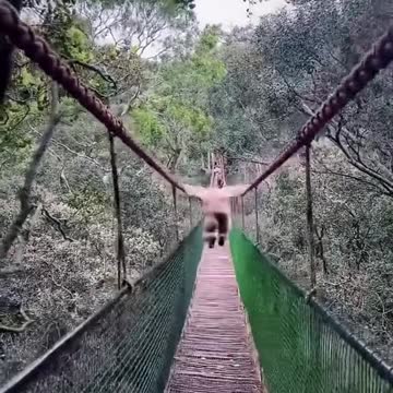 Reckless driver in the oncoming lane