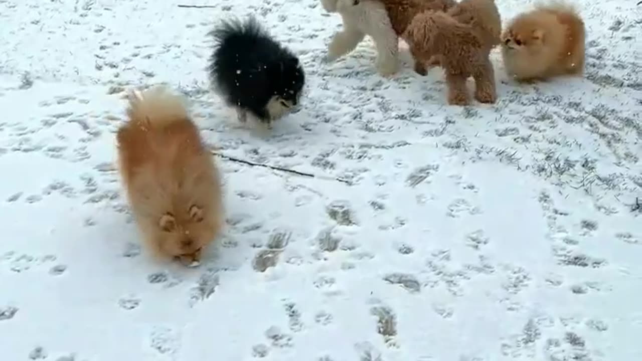 Cute Dogs are Playing in the Forest Snow.