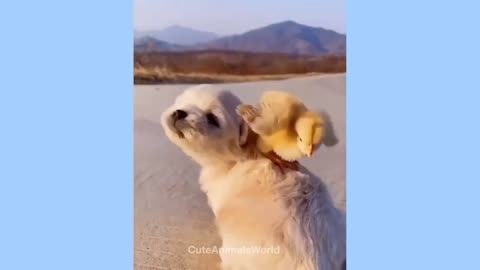 Cute dog video