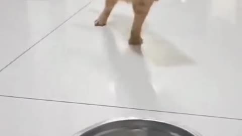 Beautiful and funny cat video