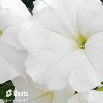 Take a Break with Flowers View to Discover How Relaxing This is! Volume 116v2 #shorts