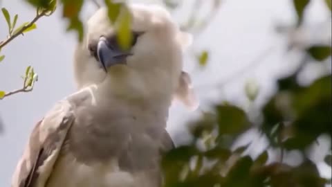 18.Eagle Vs Five Monkeys In A Big Fights- Can Baby Monkey Escape-