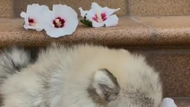 Cute puppy