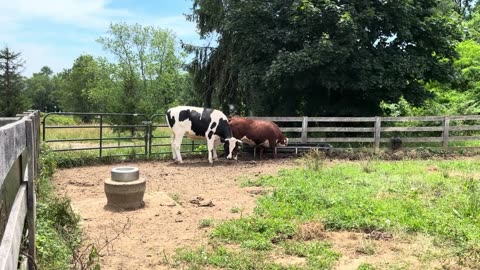 Daily Cows